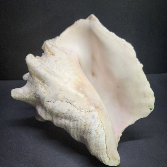 Queen Conch Shell Pink Large 7'' Decorative Seashell Nautical Display - Picture 5 of 11